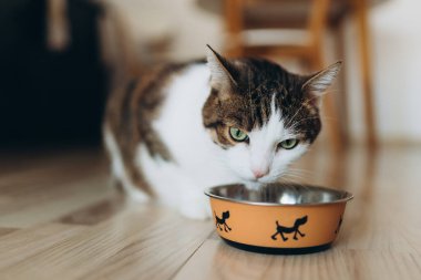 Güzel kedi, metal bir köpek kasesinde yemek yiyor. Sevimli evcil hayvan..