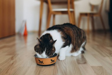 Güzel kedi, metal bir köpek kasesinde yemek yiyor. Sevimli evcil hayvan..