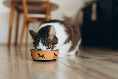 Güzel kedi, metal bir köpek kasesinde yemek yiyor. Sevimli evcil hayvan..