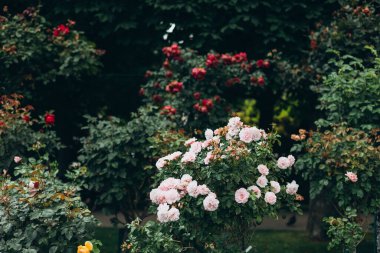Bahçede çiçek açan pembe güller. Yakın plan fotoğraf. Arka planda açan gül çiçeği bulanık kırmızı güller.