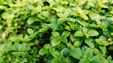 Nane bitkisi sebze bahçesinde yetişir. Taze nane yaprakları, limon merhemi. Nane yaprağı dokusu.
