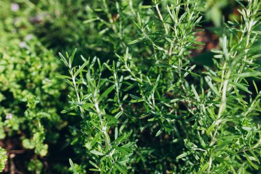 Rosemary Herb dışarıda yetişiyor. Green Rosemary yakın plandan ayrılıyor. Taze organik tatlandırıcı bitkiler yetişiyor. Baharatlar, doğanın sağlıklı tatları, yemek pişirme konsepti. Yiyecek için gerekli malzemeler.