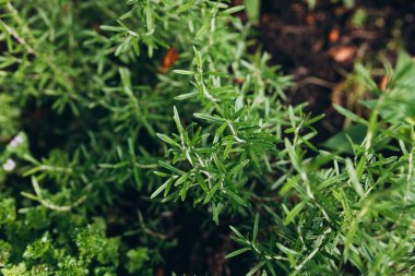 Rosemary Herb dışarıda yetişiyor. Green Rosemary yakın plandan ayrılıyor. Taze organik tatlandırıcı bitkiler yetişiyor. Baharatlar, doğanın sağlıklı tatları, yemek pişirme konsepti. Yiyecek için gerekli malzemeler.