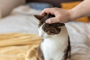 Sabahları kedi kafası okşayan bir adam. Gri evcil hayvanlı beyaz evde yatar, konfor konsepti