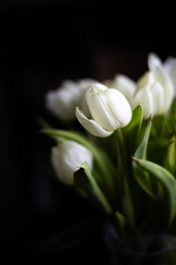 Siyah arka planda güzel beyaz laleler, yumuşak odak.