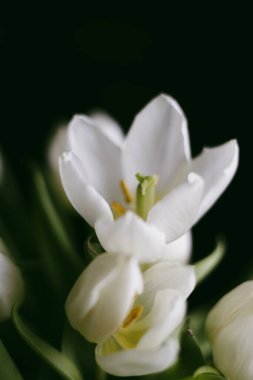 Siyah arka planda güzel beyaz laleler, yumuşak odak.