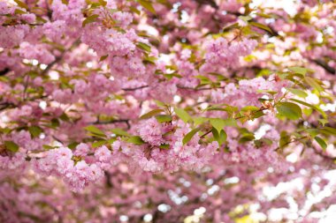 Cherry blossom in spring, sakura flowers