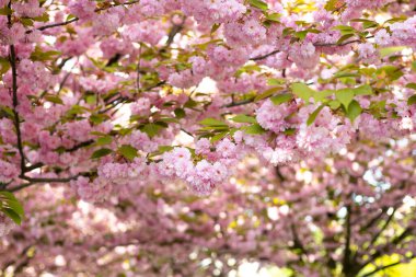 İlkbaharda kiraz çiçeği, sakura çiçekleri