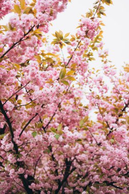 İlkbaharda kiraz çiçeği. Çiçek açan bir sakura dalıyla bahar arkaplanı. Şefkat. Parfüm konsepti.