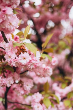 İlkbaharda kiraz çiçeği. Çiçek açan bir sakura dalıyla bahar arkaplanı. Şefkat. Parfüm konsepti.