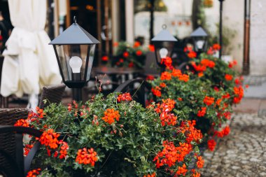 Güzel kırmızı sarmaşık yapraklı sardunya çiçekleri çiçek tarhında Pelargonium peltatum. Tencerede çiçekler olan teras. Dekoratif sokak lambaları bir yaz terasını süslüyor.