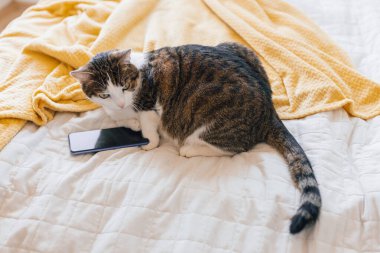 Yatak odasında yatan evcil kedi, yakın çekim. Kedi pençeleri akıllı telefon tutuyor.
