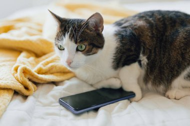 Yatak odasında yatan evcil kedi, yakın çekim. Kedi pençeleri akıllı telefon tutuyor.