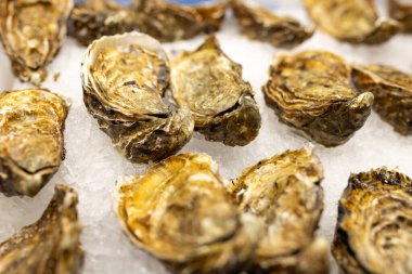 İstiridye tezgahın üzerinde, buzun üzerinde. Deniz ürünleri pazarında satılık istiridye. Afrodizyak deniz restoranı, pahalı taze yemek, yemek menüsü.