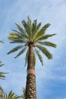 Palmiye ağaçları mavi gökyüzü arka planına karşı. Güneşli bir gün.