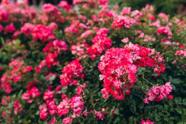 Bir sürü küçük pembe çiçeğin güzel yakın plan fotoğrafı, gül çiçekli başlıklar, arka planda güzel bokeh bahçesinde. Hediye kartı.