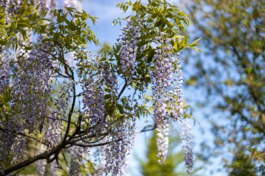 Mor çiçeklerin seçici odak noktası Wisteria Sinensis veya Mavi Yağmur. Bahçede çiçek açan Japon salkımı ağacı. Güzel açık hava çiçekli afişi