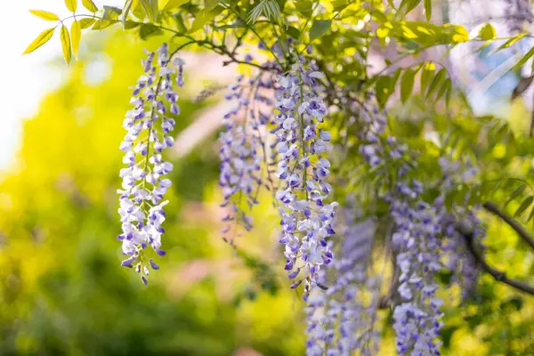 stock image Selective focus of purple flowers Wisteria sinensis or Blue rain. Flowering Japanese Wisteria tree in garden. Beautiful outdoor floral banner
