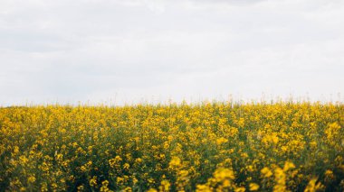 Tarım tarlası ve kolza tohumu bitkileri. Güçlü güneş ışığında tecavüz çiçekleri. Yağ tohumu, kanola, kola. Doğa bahar arkaplanı