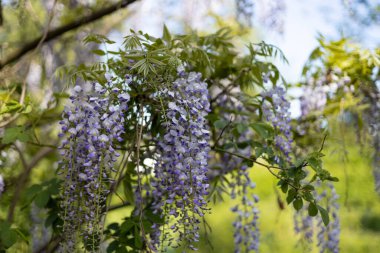 Mor çiçeklerin seçici odak noktası Wisteria Sinensis veya Mavi Yağmur. Bahçede çiçek açan Japon salkımı ağacı. Güzel açık hava çiçekli afişi
