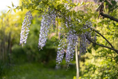 Mor çiçeklerin seçici odak noktası Wisteria Sinensis veya Mavi Yağmur. Bahçede çiçek açan Japon salkımı ağacı. Güzel açık hava çiçekli afişi