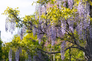 Mor çiçeklerin seçici odak noktası Wisteria Sinensis veya Mavi Yağmur. Bahçede çiçek açan Japon salkımı ağacı. Güzel açık hava çiçekli afişi