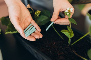 Kadın bahçıvanın ellerini kapatın ve saksıya gübre toprak çubukları ekleyin. Kapalı alandaki yeşil bitkilerin bakımı