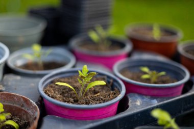 Farklı plastik tencerelerde domates fideleri yetiştiriyor.