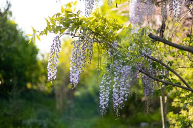 Mor çiçeklerin seçici odak noktası Wisteria Sinensis veya Mavi Yağmur. Bahçede çiçek açan Japon salkımı ağacı. Güzel açık hava çiçekli afişi