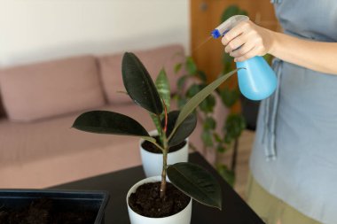 Kadın evdeki saksılara bitki sıkıyor. Kapalı alanda bahçıvanlık. Ev bitkileriyle ilgilenmek..