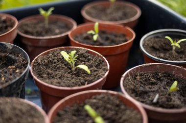 Farklı plastik tencerelerde domates fideleri yetiştiriyor.