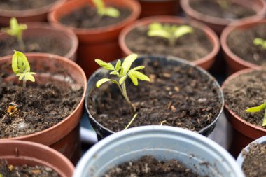 Farklı plastik tencerelerde domates fideleri yetiştiriyor.