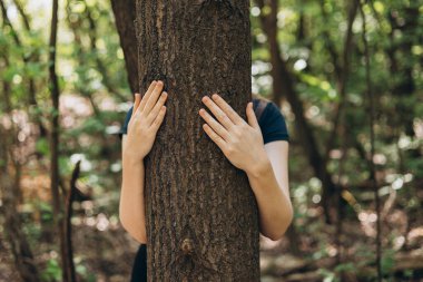 Çam ağacına sarılan insan elleri. Çevreye önem vermek. Dünyayı kurtarma ve doğayı sevme kavramı.