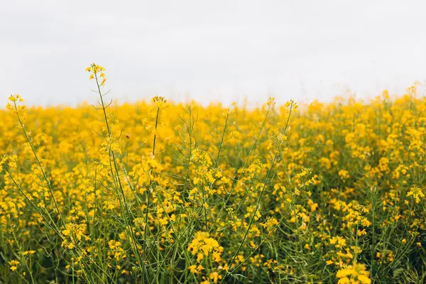 stock image Agricultural field with rapeseed plants. Rape flowers in strong sunlight. Oilseed, canola, colza. Nature spring background