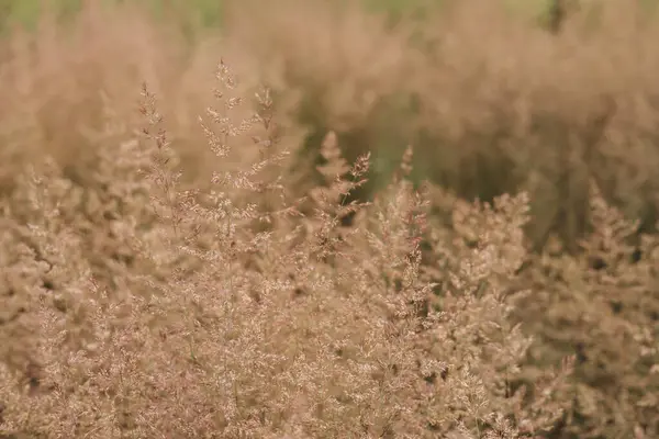 stock image Bent grass also known as bentgrass or colonial bent or Agrostis capillaris