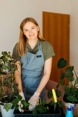 Mutlu 30 'lu yaşlarda eldivenli bir kadın yeşil bir saksıyı dikkatlice yeni bir saksıya naklediyor. Kapalı alanda bahçıvanlık. Ev bitkileriyle ilgilenmek. Dişi, bitkileri nakletmek için küçük kürek kullanmış.