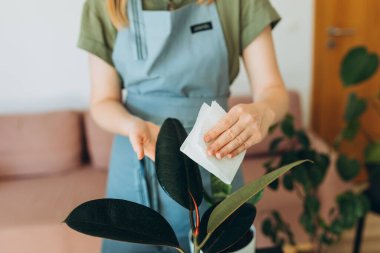 Büyük yeşil bitki yapraklarından tozları silen dişi eller. Tanınmaz hale gelen genç bir kadın. Kapalı alandaki bitkileri temizliyor. Yapraklarla ilgileniyor..