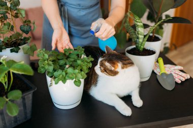 Evcil hayvanınla bahçeyle uğraşıyorsun. Yeşil bir saksıya kedi nakli yapan tanınmayan bir kadın. Web afişi, ev hobisi