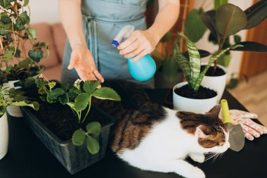 Evcil hayvanınla bahçeyle uğraşıyorsun. Yeşil bir saksıya kedi nakli yapan tanınmayan bir kadın. Web afişi, ev hobisi