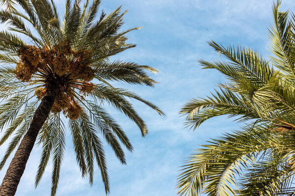 Пальмы на фоне голубого неба. Солнечный день