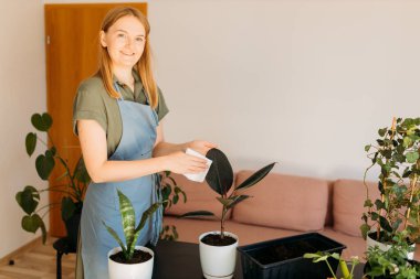 Büyük yeşil bitki yapraklarından toz silen mutlu genç dişi. Tanınmayacak kadar şefkatli genç bir kadın. Kapalı alandaki bitkileri temizliyor. Bakım yaprağı tutuyor. Güzel ev bitkilerinin yapraklarını temizleyen bir kadın.