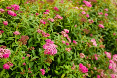 Güzel açan pembe spirea çiçekleri