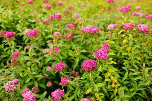 stock image Beautifully blooming pink spirea flowers