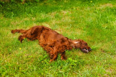 Güzel İrlandalı Setter köpeği bir yaz günü çimlerin üzerinde uzanıyor. Boşluğu kopyala