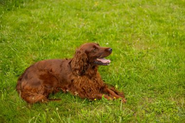 Güzel İrlanda seteri yaz boyunca bahçede dinleniyor. Kahverengi köpek, dili parkta sallanan İrlandalı bir setter yetiştirir..