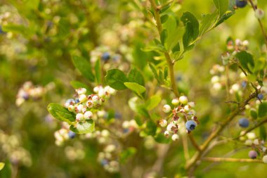 Çalı üzerinde olgun yaban mersinleri, doğa arka planında. Vitaminler, tarım, hasat, vejetaryen konsepti. Böğürtlen fidanlığı Biyoloji çiftliğinde yetiştirildi