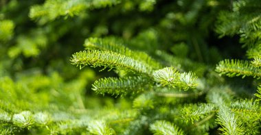Güzel köknar dalları. Noel duvar kağıdı konsepti. Uzayı kopyala Doğal kozalaklı arka plan dokusu. Seçici odak bulanıklığı
