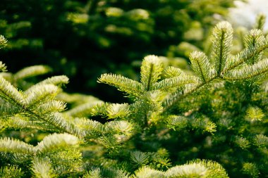 Güzel köknar dalları. Noel duvar kağıdı konsepti. Uzayı kopyala Doğal kozalaklı arka plan dokusu. Seçici odak bulanıklığı
