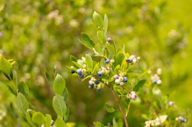 Çalı üzerinde olgun yaban mersinleri, doğa arka planında. Vitaminler, tarım, hasat, vejetaryen konsepti. Böğürtlen fidanlığı Biyoloji çiftliğinde yetiştirildi