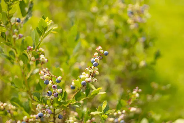 stock image Ripe blueberries on a bush on a nature background. Vitamins, cultivation, harvest, vegetarian concept. Plantation of blueberry cultivated at bio farm